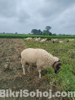 ওরজিনিয়াল গাড়ল